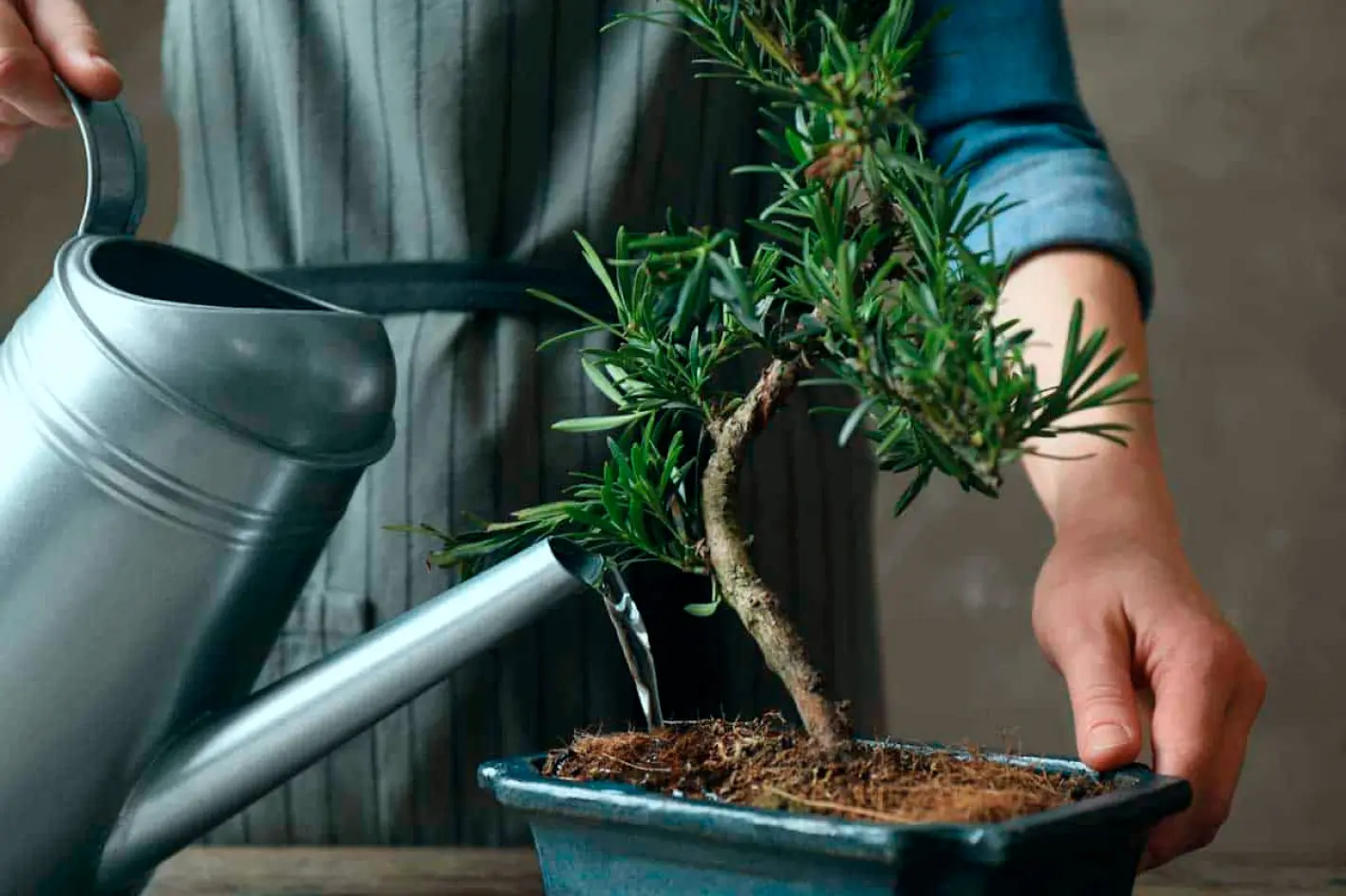 A person is watering a tree in a pot.