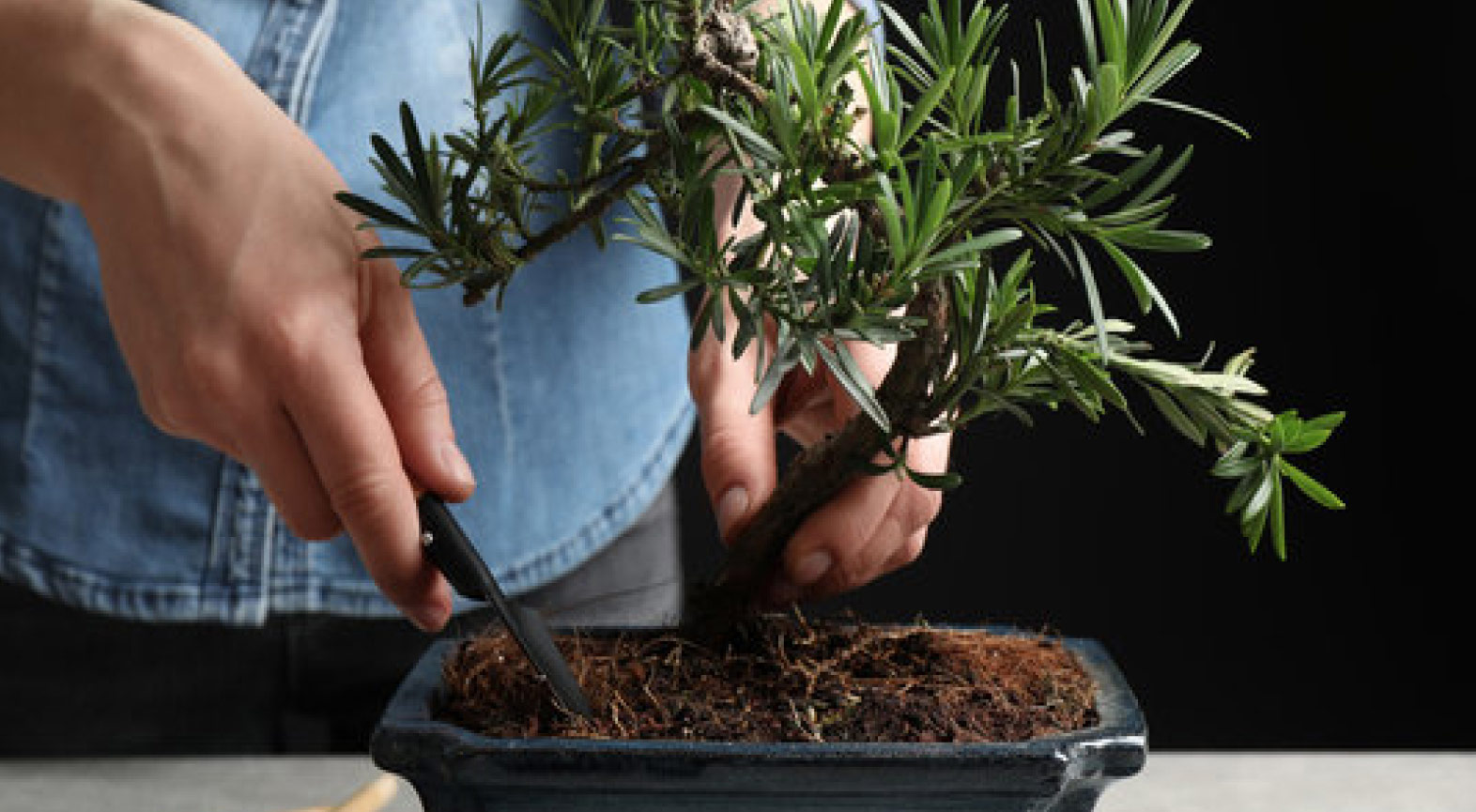 Man carefully raking the soil in a pot with a Bonsai tree.