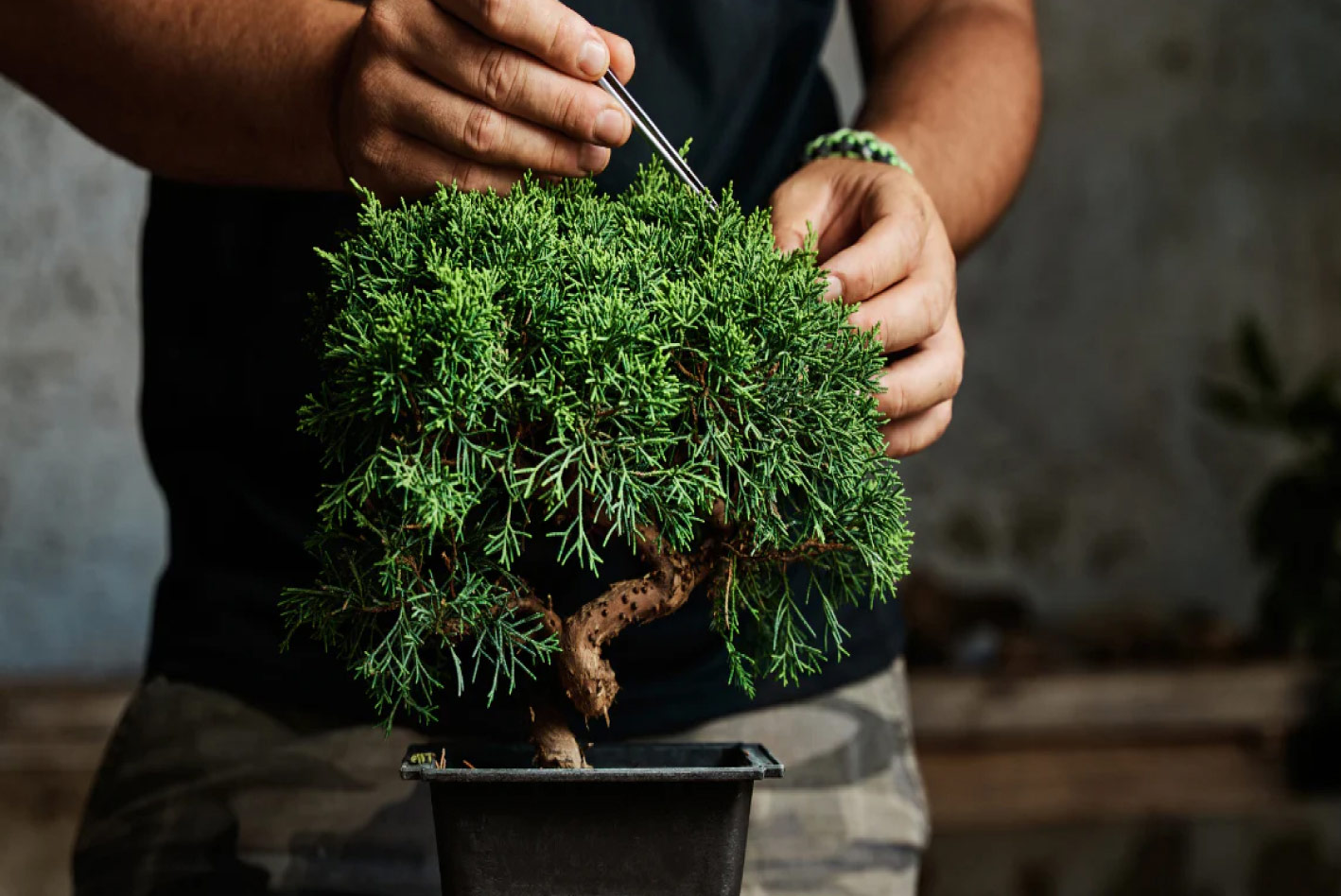 A person is trimming a bonsai tree.