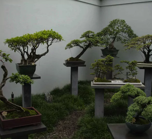 Several bonsai trees are on display in a room.